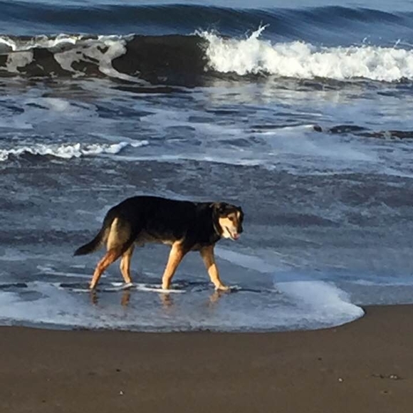 Meet your Posher, Elly - Picture 1 of 1